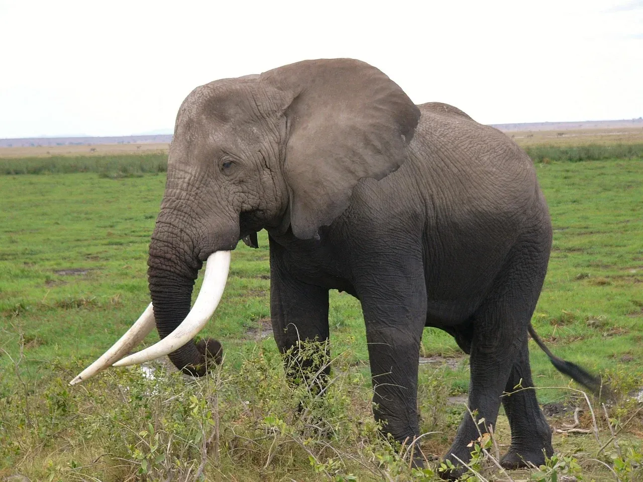 3-Day Jambo Mara Safari Lodge Private Tour Woden Cottage