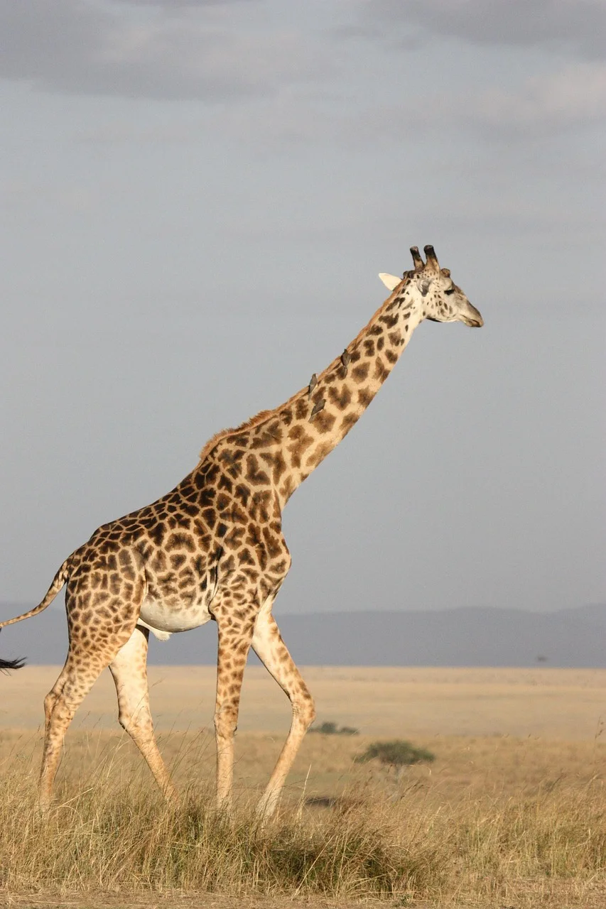 4-Day Savannah & Sanje Falls, Safari plus Trekking