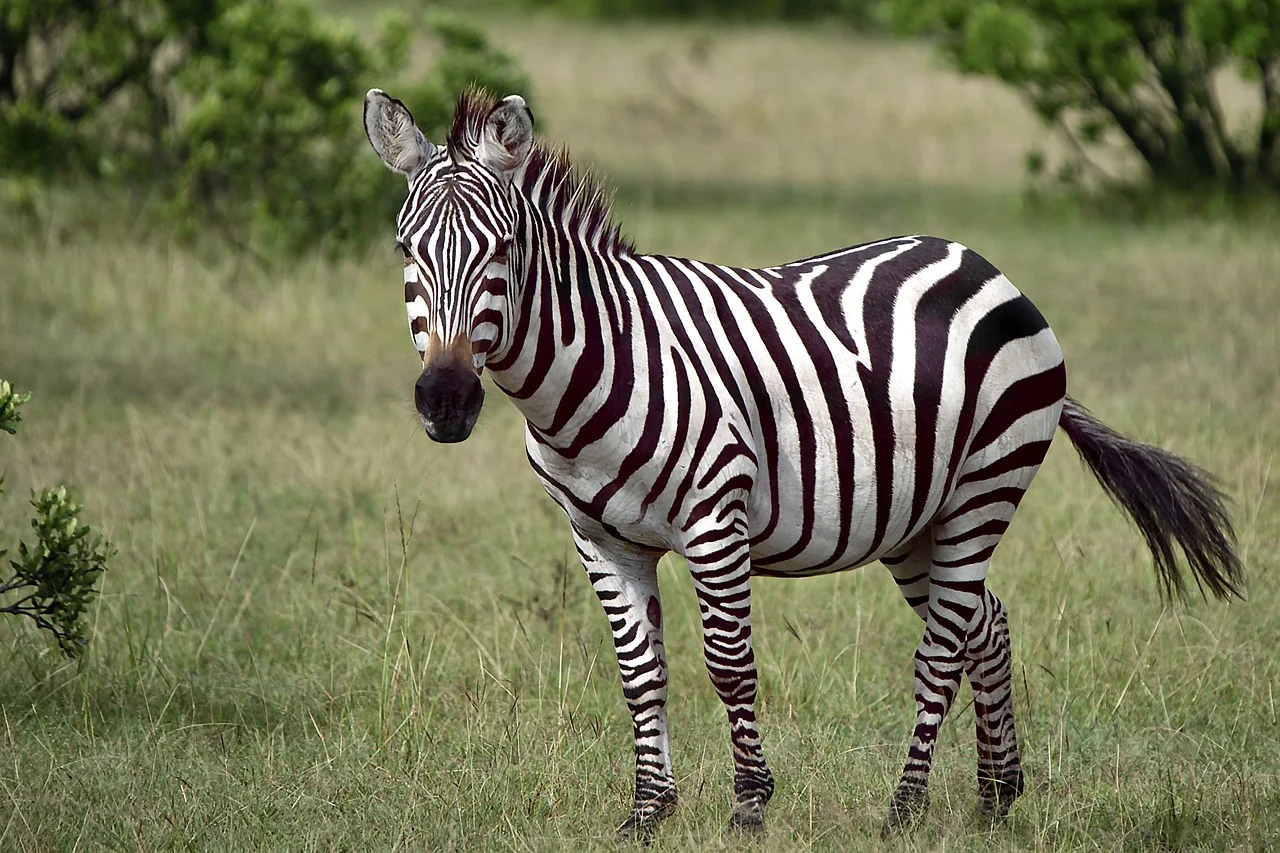 4-Day Short Vacation in Uganda