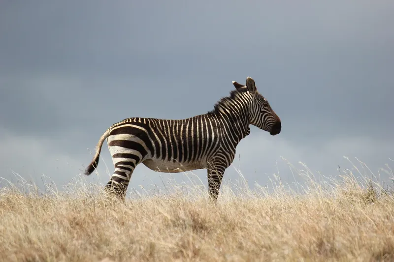 5-Day Best Mid-Range Safari to Amboseli and Masai Mara