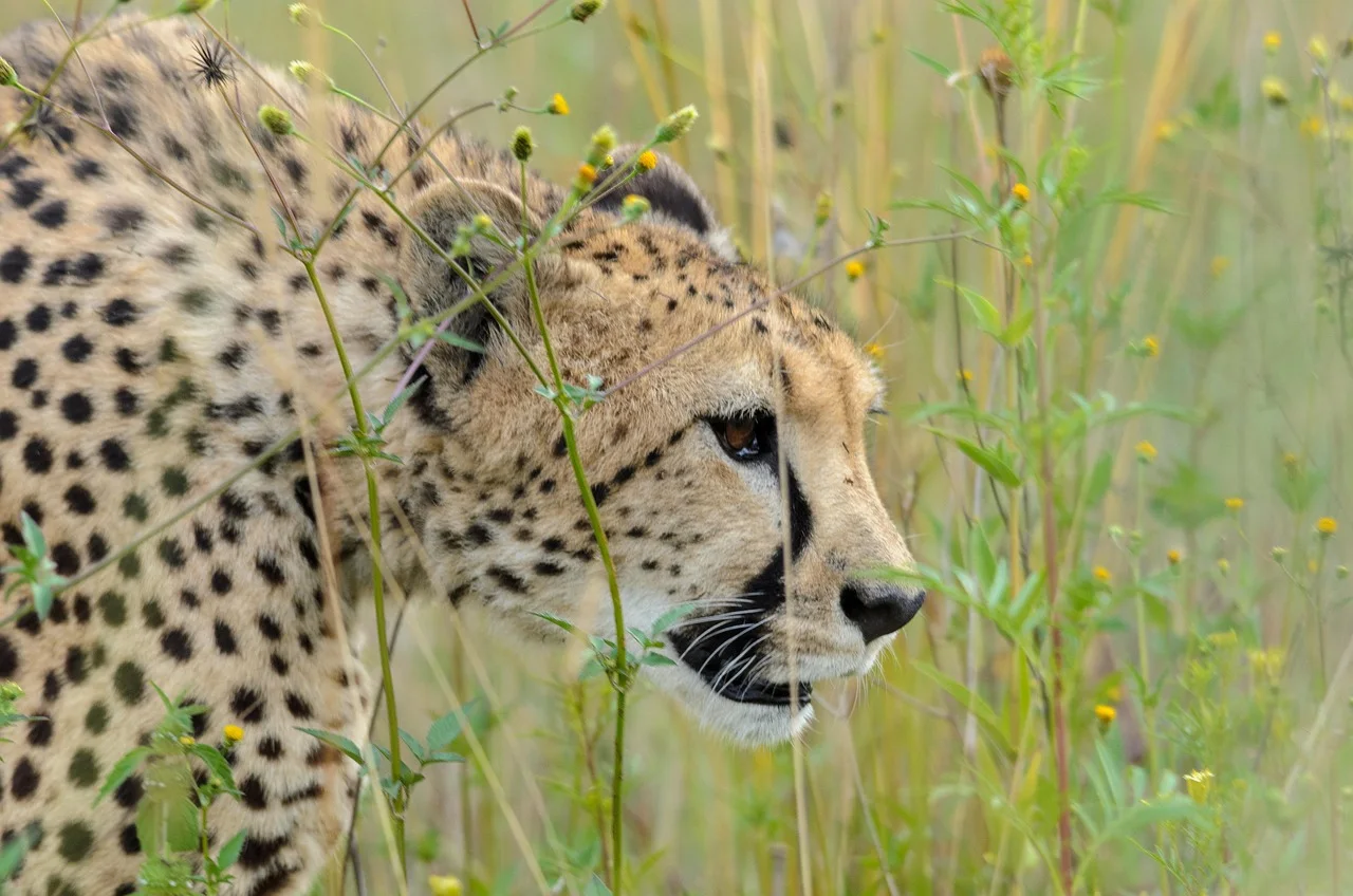 4-Day Kidepo Valley National Park Experience