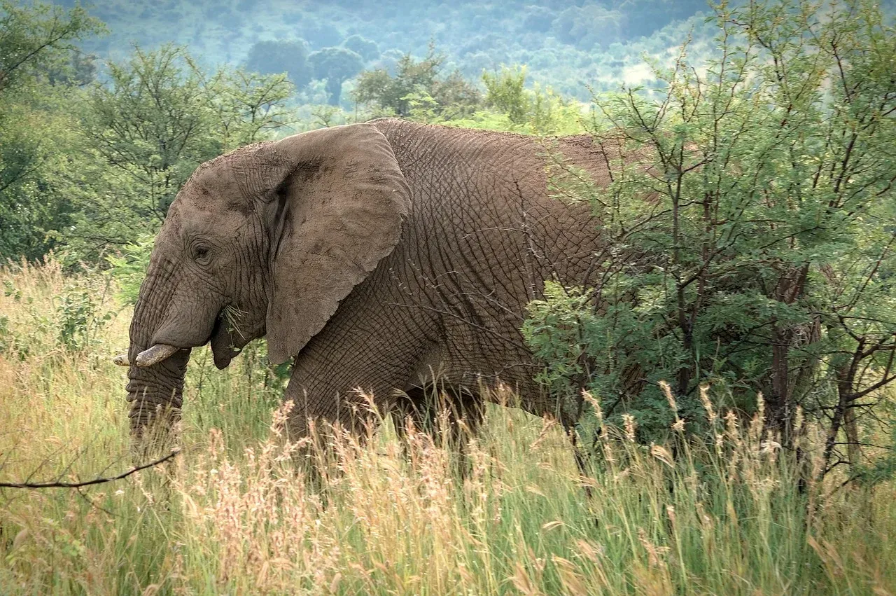 3-Day Masai Mara Midrange Economy Safari
