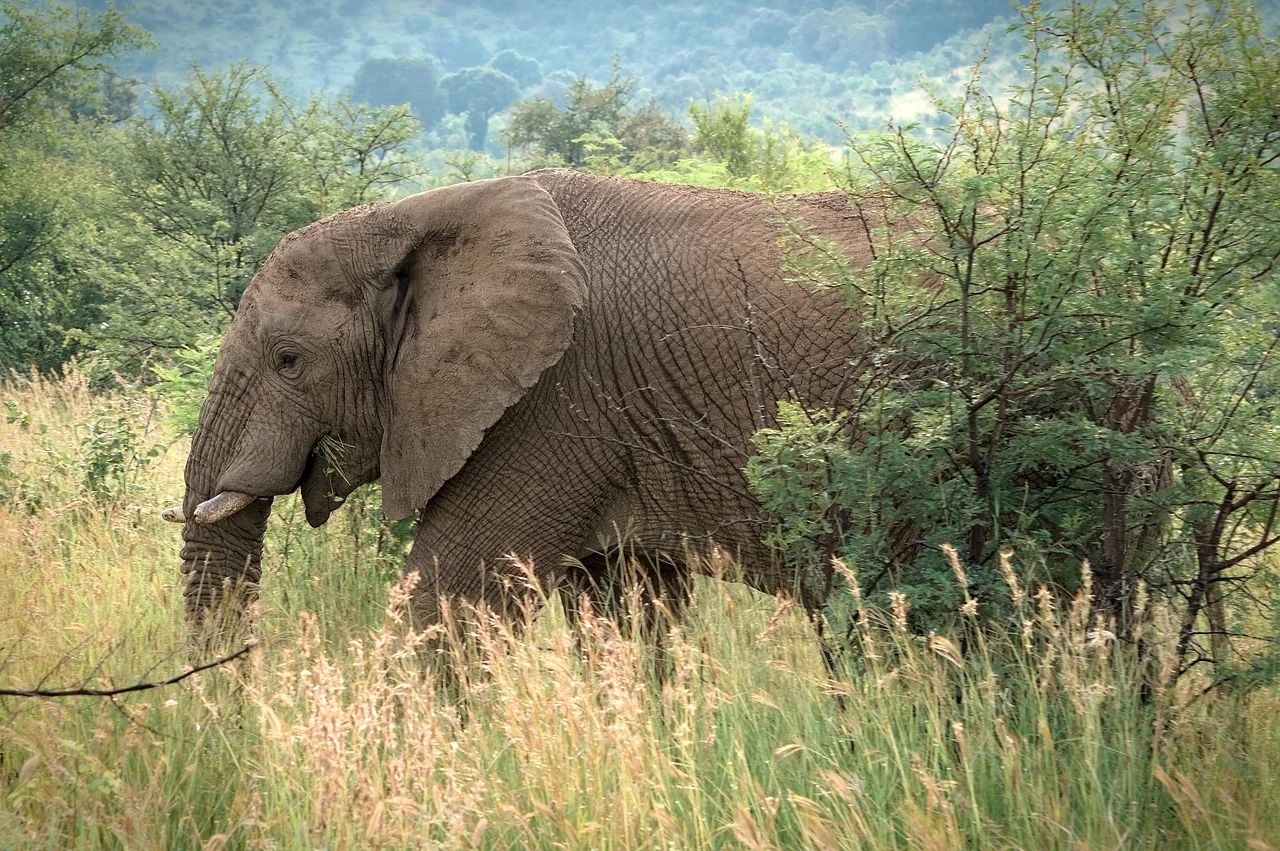 4-Day Masai Mara Lake Nakuru Budget Safari