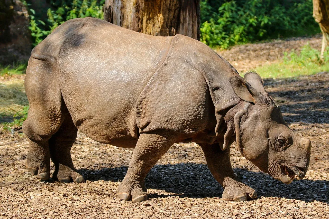7-Day Group Joining Wildlife Exploration