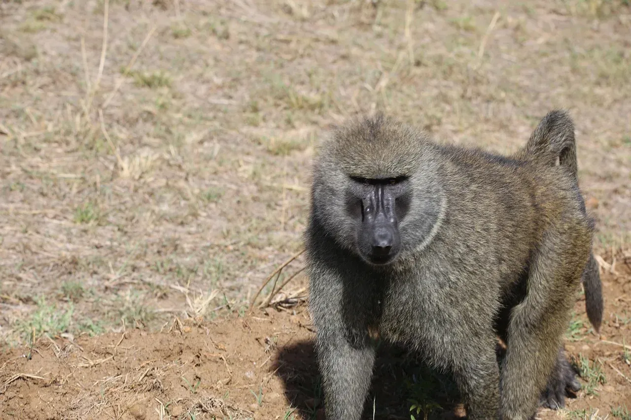 3-Day Ol Pejeta Conservancy