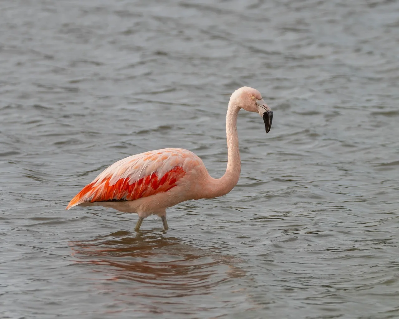 4-Day Mikumi NP to Selous GR, Game Drive + Boat Safari