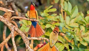 5-Day Rwanda Birding Safari  -  Discover the Land of a Thousand Birds