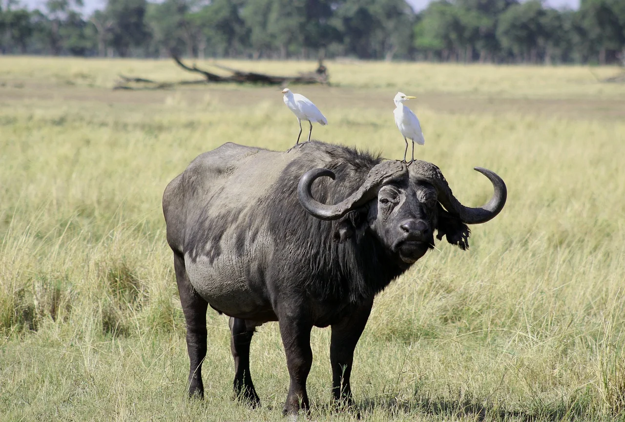 4-Day Masai Mara Lake Nakuru Classic Safari