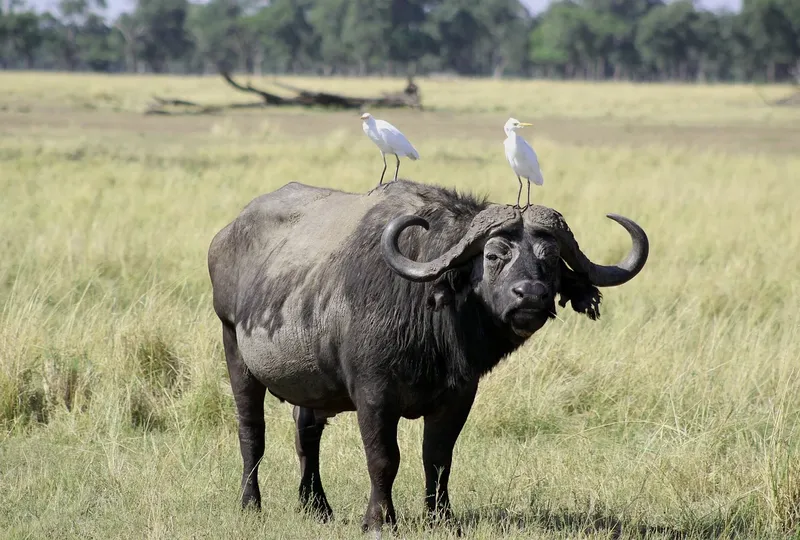10-Day Amboseli, Nanyuki, Samburu, Naivasha, Masai Mara