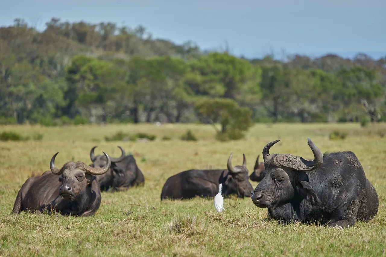 2-Day Amboseli National Park Safari in a 4x4 Jeep