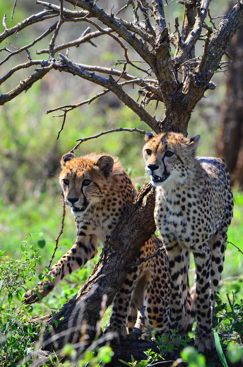 4-Day Thrilling Uganda Wildlife Safari