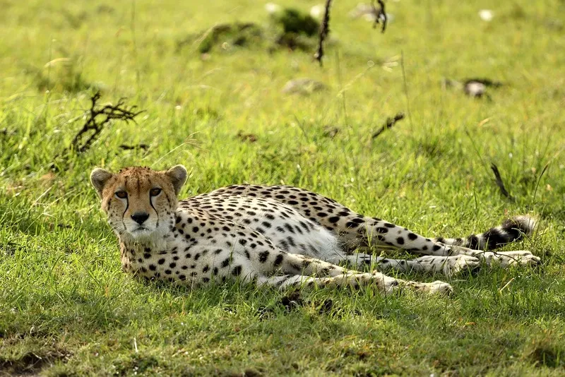 6-Day Magnificent Safari in a Pop up Mini Van