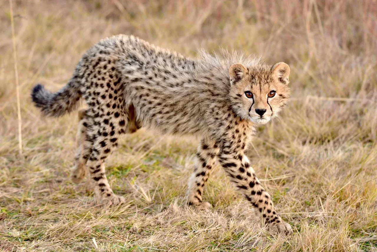6-Day Mikumi, Iringa, Ruaha and Udzungwa National Park