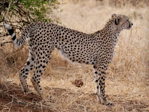 6-Day Big 5 Safari to Tarangire Serengeti and Ngorongoro Crater