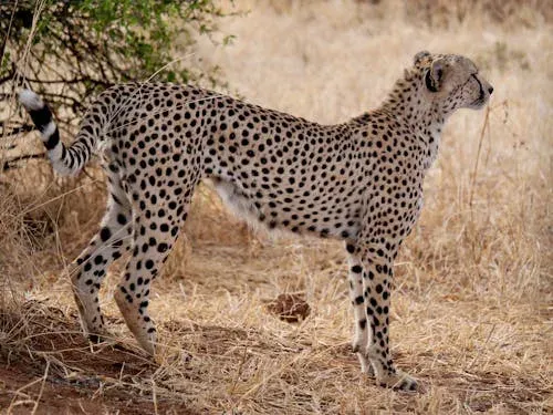 6-Day Big 5 Safari to Tarangire Serengeti and Ngorongoro Crater