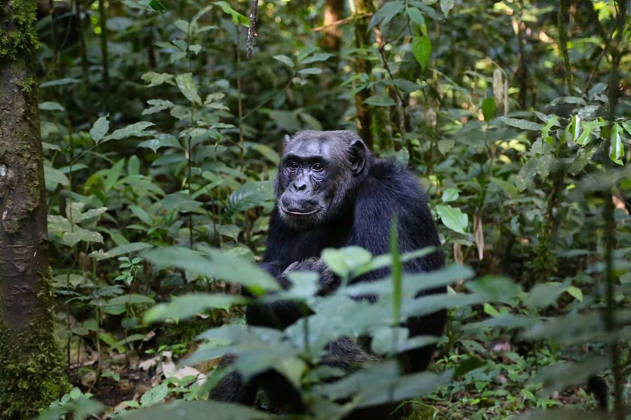 1-Day Kisoro Tour from Batwa Homesteads to Coffee Aromas