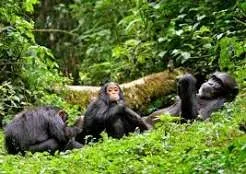 8-Day Rwanda Wildlife, Gorilla & Chimpanzee Adventure
