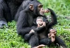 5-Day Rwanda & Uganda Ultimate Primate Adventure  -  Golden Monkeys, Gorillas & Chimpanzees
