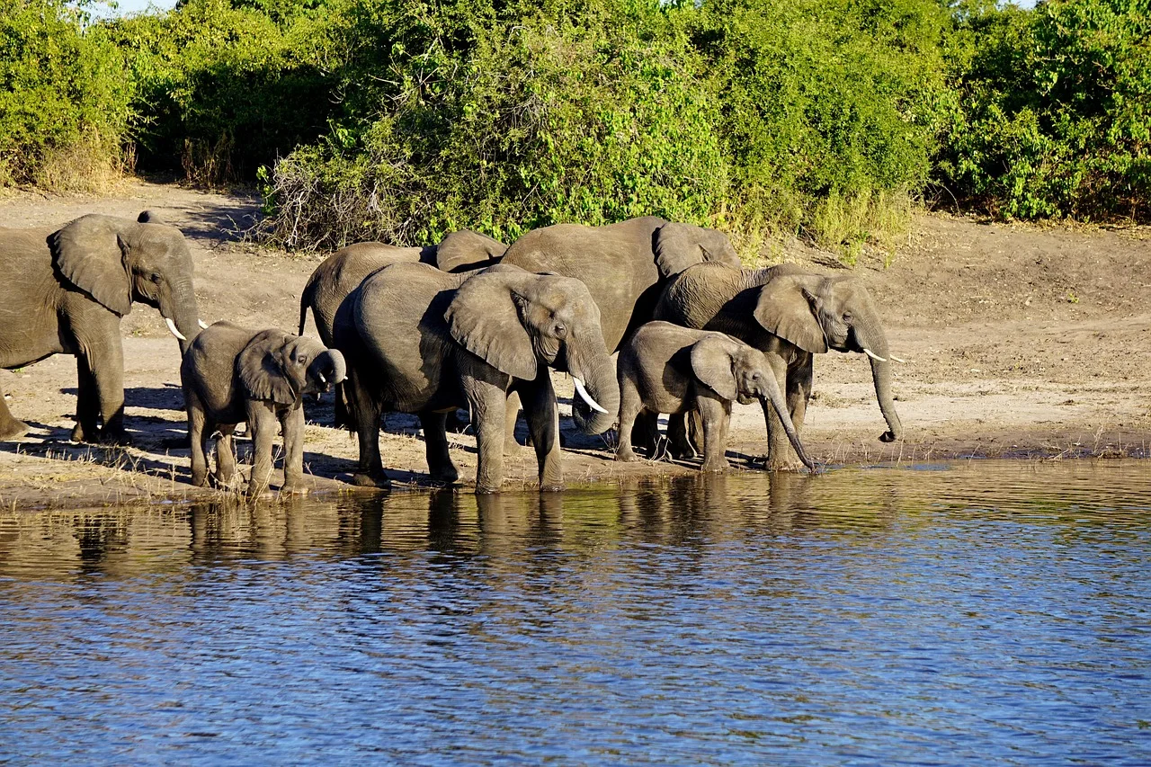 4-Day Mountain Gorilla Trekking & Virunga Mountain Hike