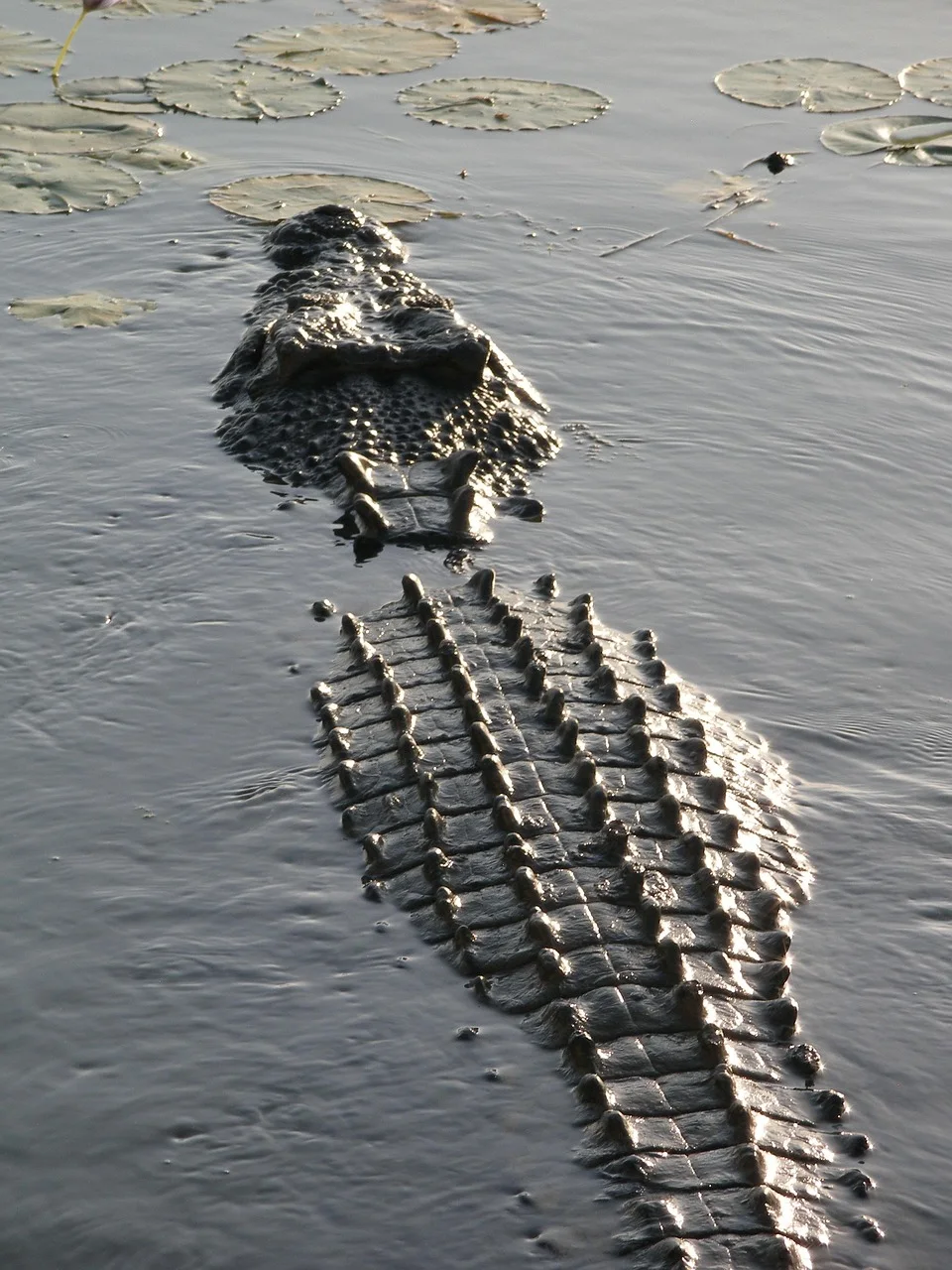 4-Day Mikumi & Saadani National Park Safari
