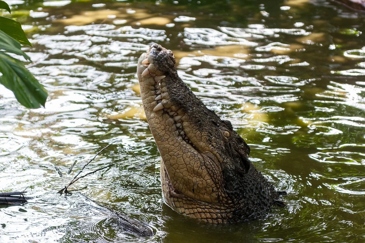 1-Day Saadani Safari + Wami Boat & Beach Walk
