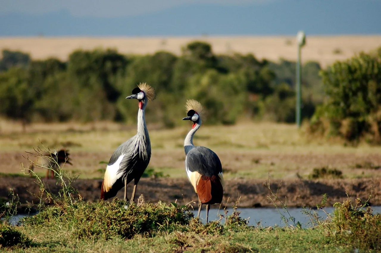 2-Day Mikumi Wildlife Adventures