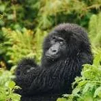 2-Days  Rwanda Gorilla Encounter & Volcanoes National Park Adventure
