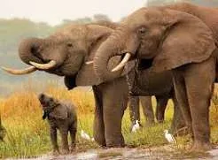 13-Day The Best of Malawi
