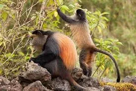 3-Day Mount Bisoke Hike & Golden Monkey Trekking Adventure