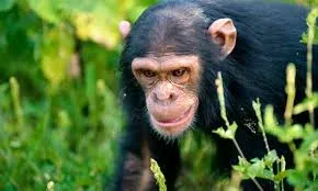 4-Day Rwanda Chimpanzee Trekking & Nyungwe Rainforest Adventure