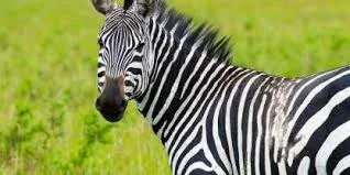 3-Day Akagera Wildlife Safari & Kigali City Escape