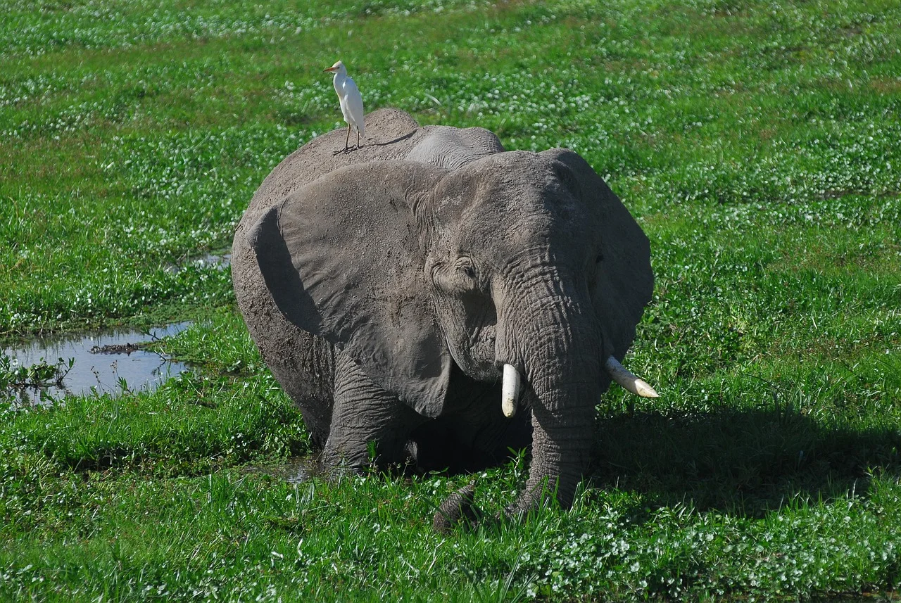 2-Day Mikumi NP Safari by Electric (Train) &Open Jeep