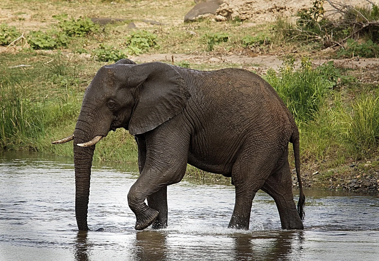 4-Day Tsavo East, Tsavo West and Amboseli Private Safari