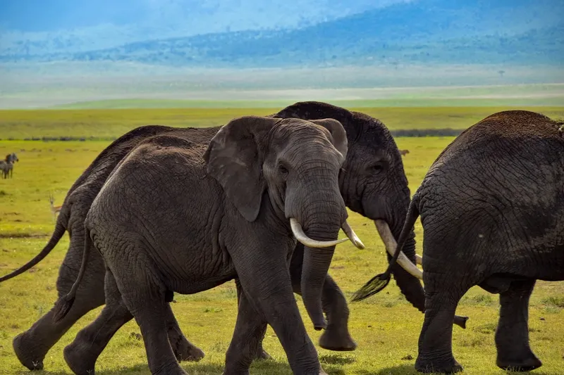 10-Day Luxury Kenya Honeymoon Safari