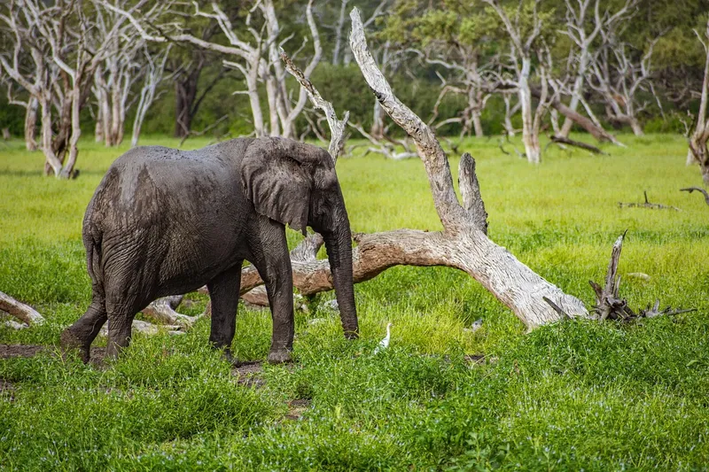 6-Day Amboseli- Mara Fly in Safari