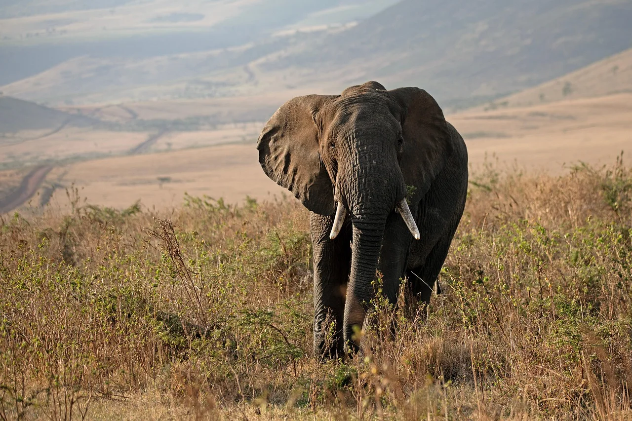 5-Day Nyerere Park, Mikumi Park and Udzungwa Waterfalls