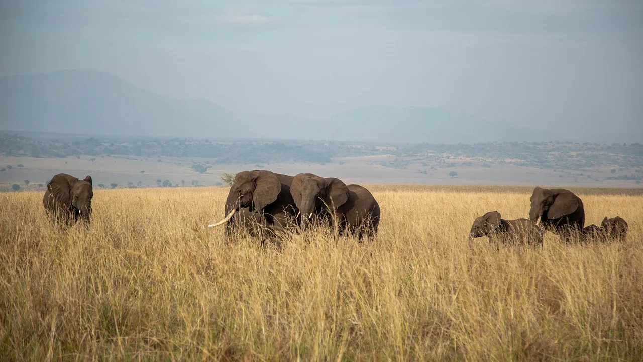 6-Day The Ultimate Escape of southern Tanzania NP