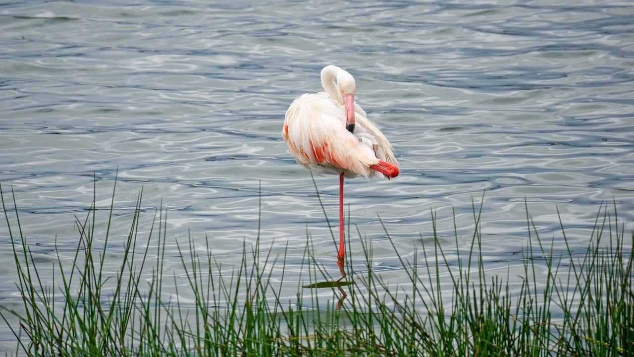 2-Day Saadan Safari from Dar Es Salaam-Bush & Beach