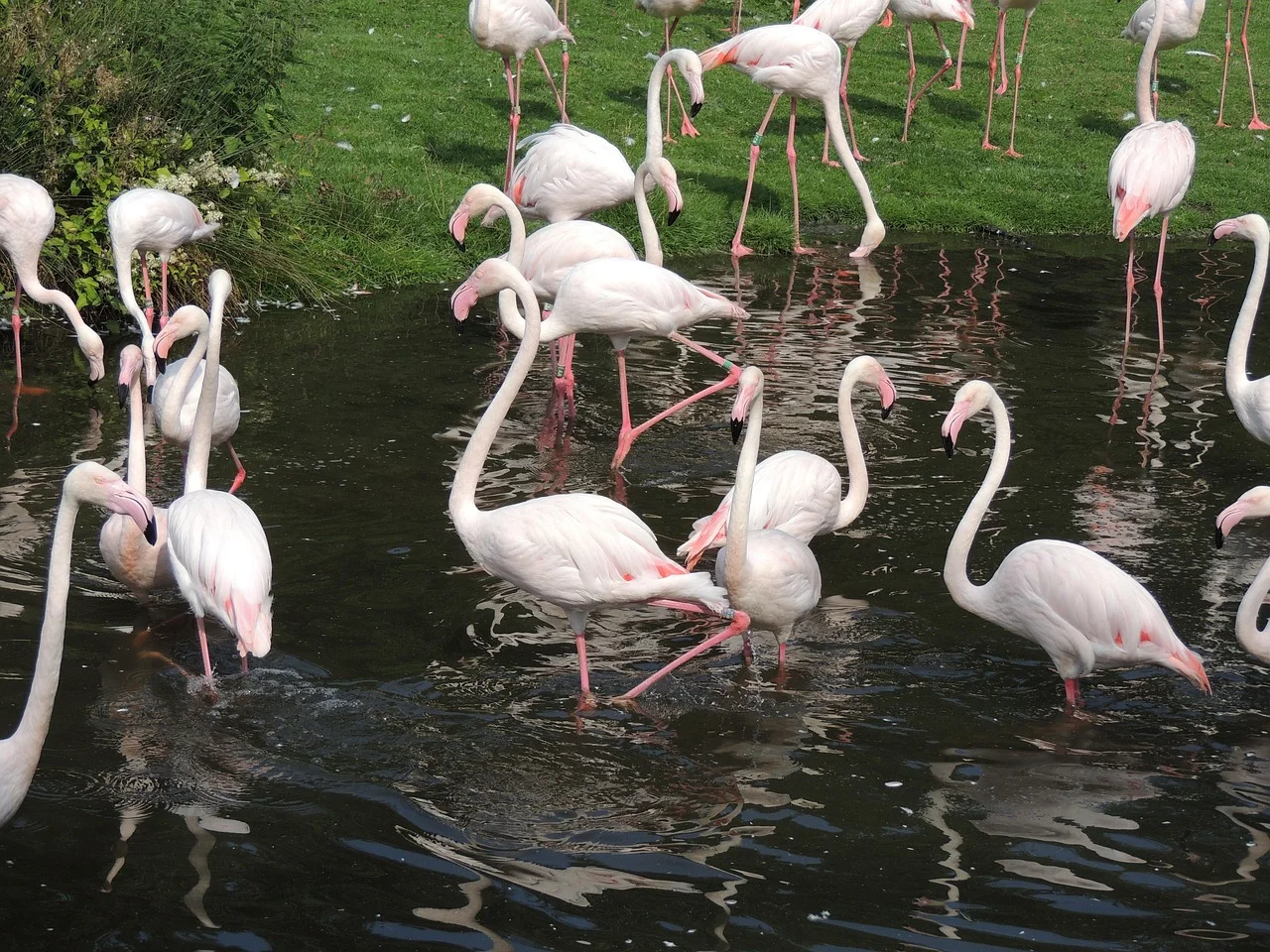 1-Day Mikumi Fly in Shared Safari from Zanzibar