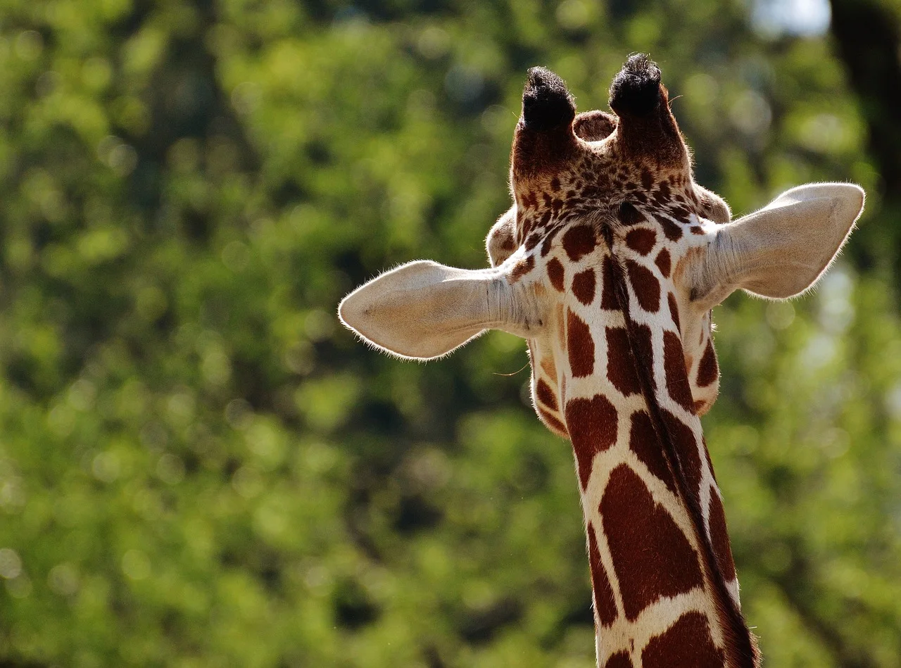 5-Day Midrange Safari to Nyerere & Mikumi