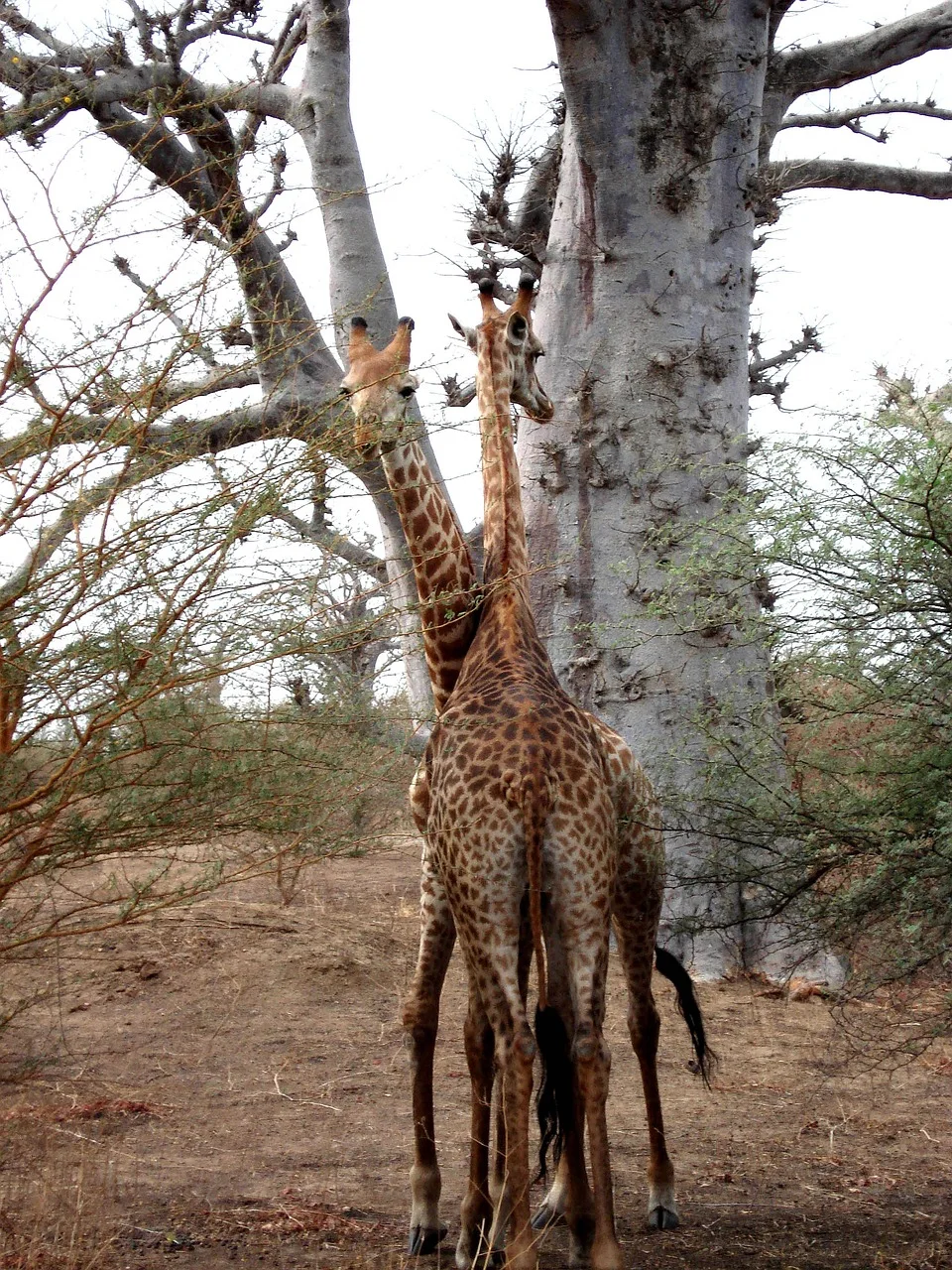 5-Day Safari Mikumi NP & Ruaha NP
