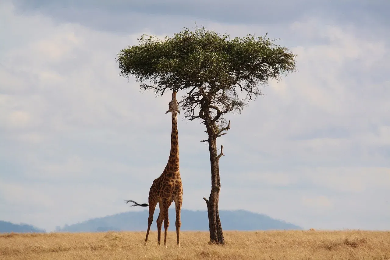 10-Day Best Luxury Tented Camps in Kenya and Tanzania