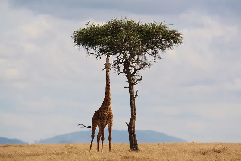 10-Day Best Luxury Tented Camps in Kenya and Tanzania