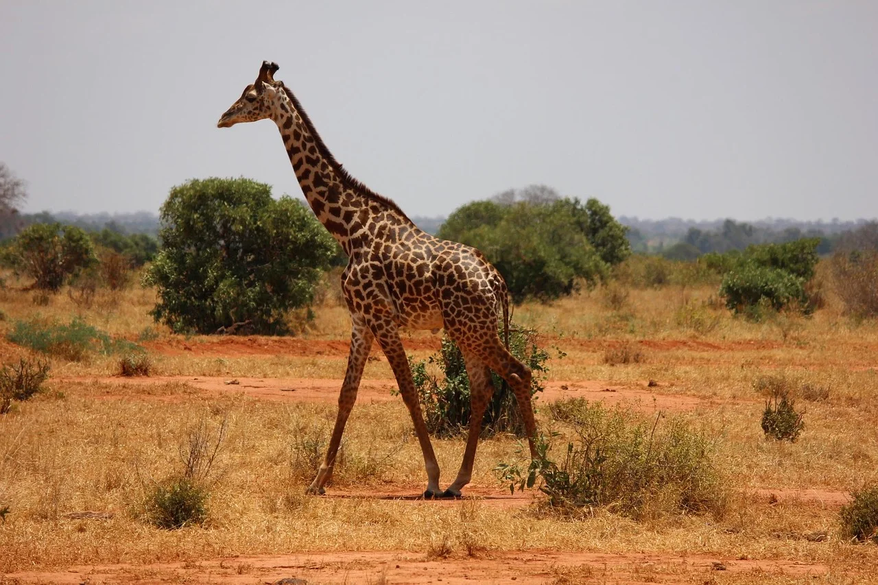 4-Day Uganda Gorillas and Wildlife Safari