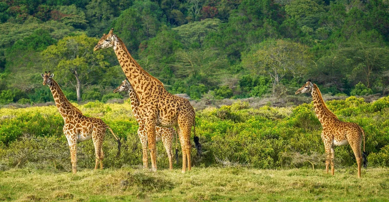 10-Day Luxury Kenya & Tanzania Tour
