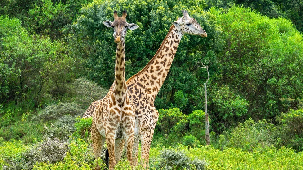 3-Day Tsavo East, Saltlick and Amboseli Luxurious Safari