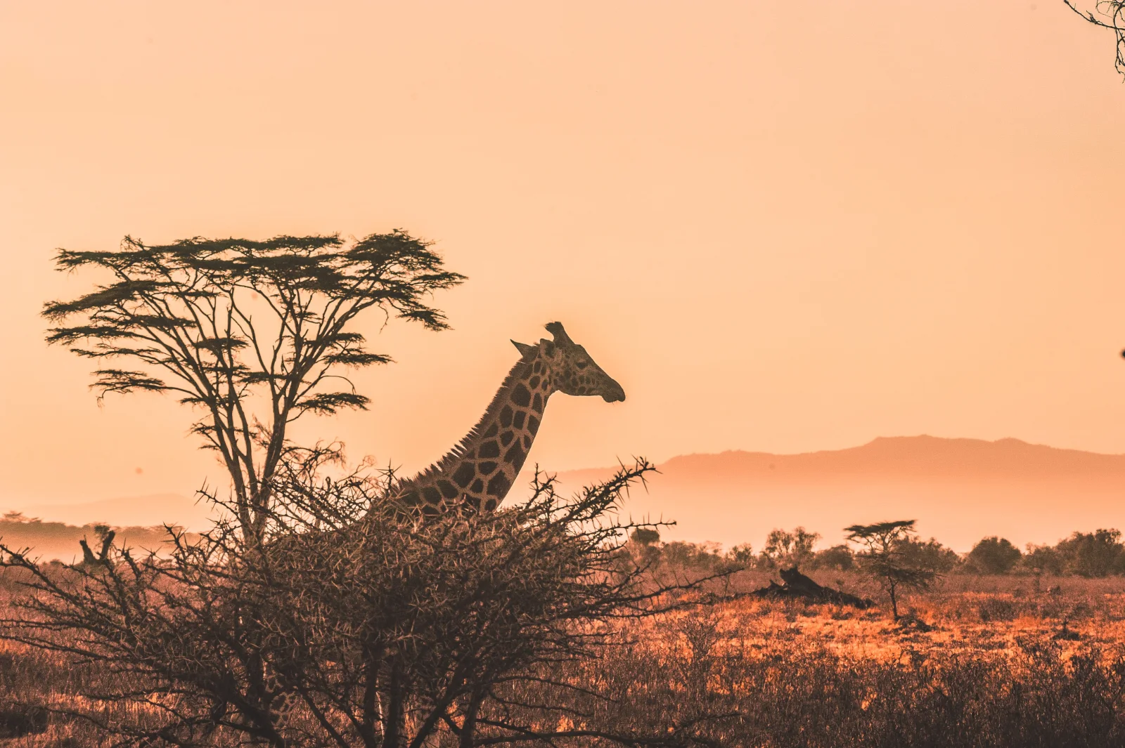 4-Day Private Masai Mara & Lake Nakuru Kenyan Safari