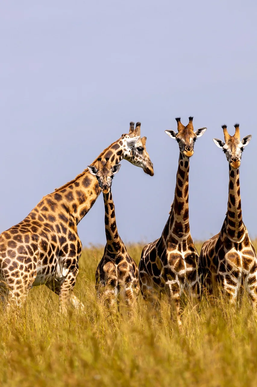 1-Day Murchison Falls Budget Tour
