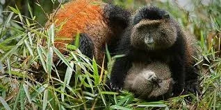 1-Day Golden Monkey Experience in the Volcanic Highlands