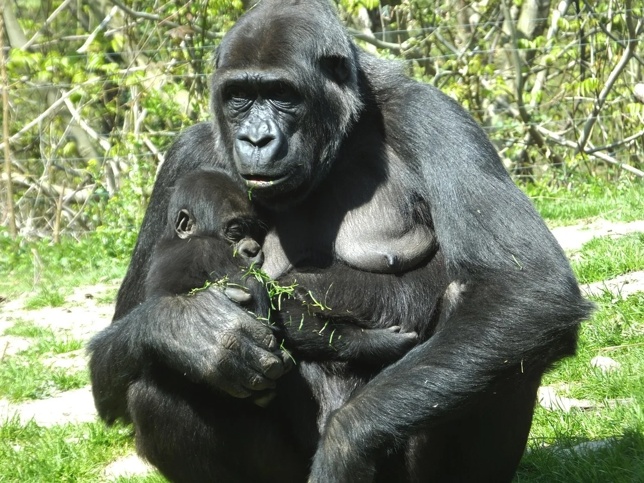 5-Day Gorillas Chimpanzee and Wildlife Safari in Uganda